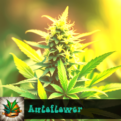 Autoflower Marijuana Seeds