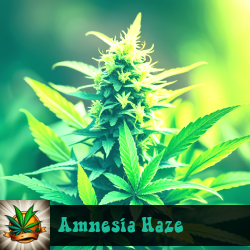 Amnesia Haze Marijuana Seeds
