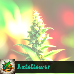 Autoflower Marijuana Seeds