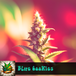 Blue Cookies Seeds For Sale