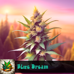 Blue Dream Marijuana Seeds