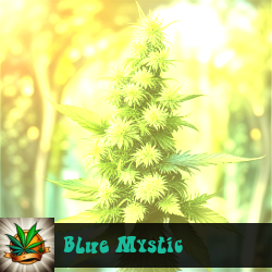 Blue Mystic Marijuana Seeds