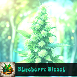 Blueberry Diesel Marijuana Seeds