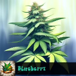 Blueberry Seeds For Sale
