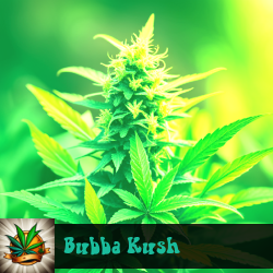 Bubba Kush Marijuana Seeds