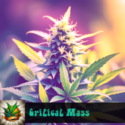 Critical Mass Marijuana Seeds