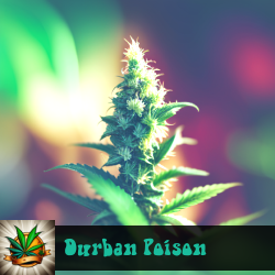 Durban Poison Seeds For Sale