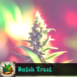 Dutch Treat Marijuana Seeds