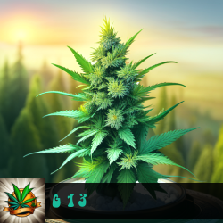 G 13 Marijuana Seeds