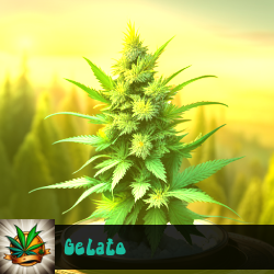 Gelato Marijuana Seeds