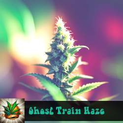Ghost Train Haze Seeds For Sale
