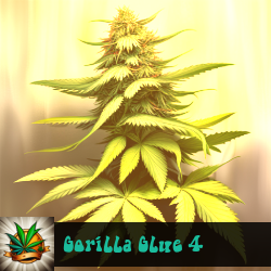 Gorilla Glue 4 Marijuana Seeds