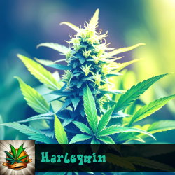 Harlequin Marijuana Seeds