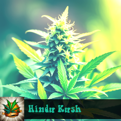 Hindu Kush Marijuana Seeds
