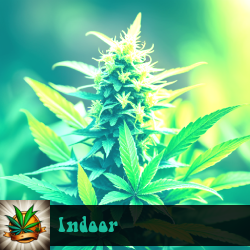 Indoor Marijuana Seeds