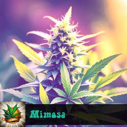 Mimosa Marijuana Seeds