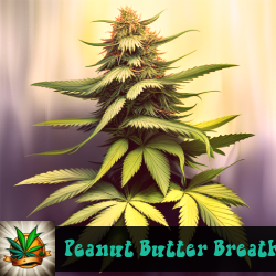 Peanut Butter Breath Marijuana Seeds