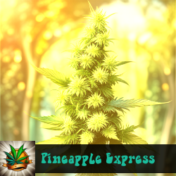 Pineapple Express Marijuana Seeds