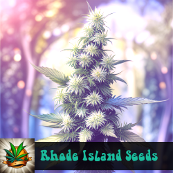 Rhode Island Marijuana Seeds