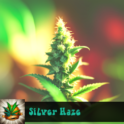 Silver Haze Marijuana Seeds
