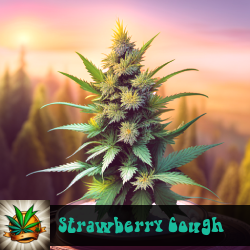 Strawberry Cough Marijuana Seeds