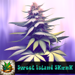 Sweet Island Skunk Marijuana Seeds
