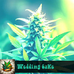 Wedding Cake Marijuana Seeds
