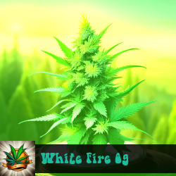 White Fire OG Marijuana Seeds