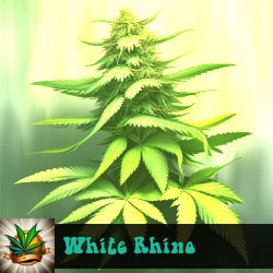 White Rhino Seeds For Sale