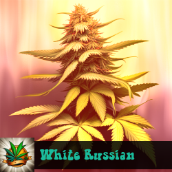 White Russian Marijuana Seeds
