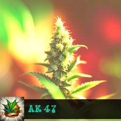 AK 47 Marijuana Seeds