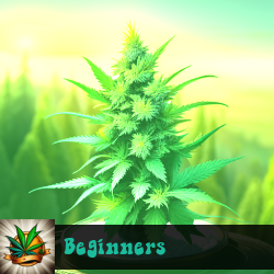 Beginners Marijuana Seeds
