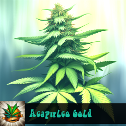 Acapulco Gold Seeds For Sale