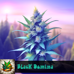 Black Domina Seeds For Sale