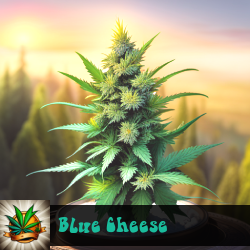 Blue Cheese Seeds For Sale