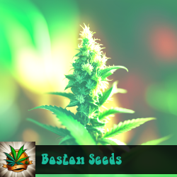 Boston Marijuana Seeds