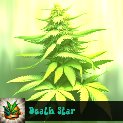 Death Star Seeds For Sale