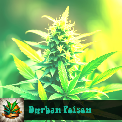 Durban Poison Marijuana Seeds