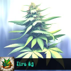 Fire OG Marijuana Seeds