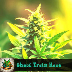 Ghost Train Haze Seeds For Sale