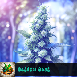 Golden Goat Seeds For Sale