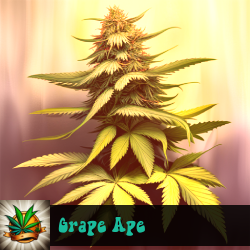 Grape Ape Seeds For Sale