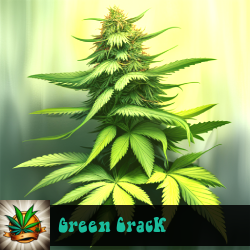 Green Crack Seeds For Sale
