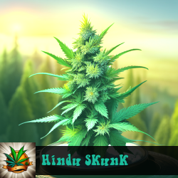 Hindu Skunk Marijuana Seeds