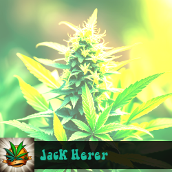 Jack Herer Seeds For Sale