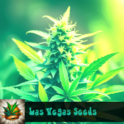 Las Vegas Marijuana Seeds