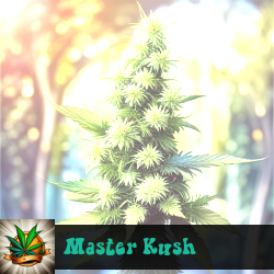 Master Kush Seeds For Sale
