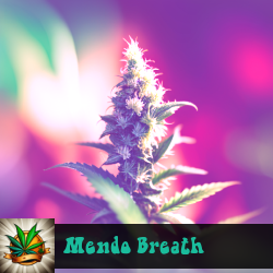 Mendo Breath Marijuana Seeds