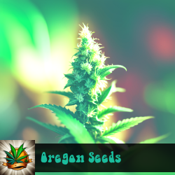 Oregon Marijuana Seeds