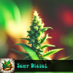 Sour Diesel Seeds For Sale